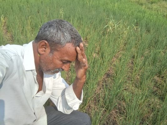 విద్యుత్ కోతలతో ఎండిపోతున్న పంట పొలాలు..