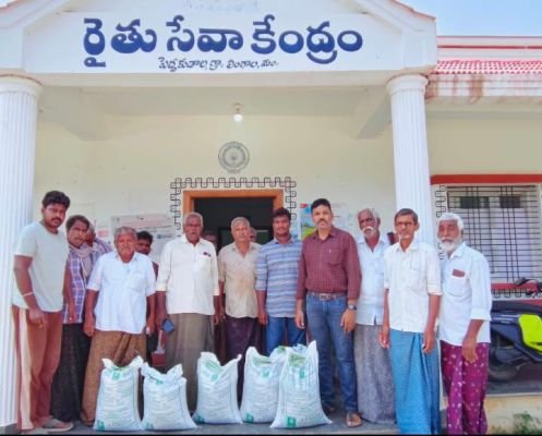 పెద్ద కుడాలలో రైతులకు సబ్సిడీపై శనగ విత్తనాలు పంపిణీ