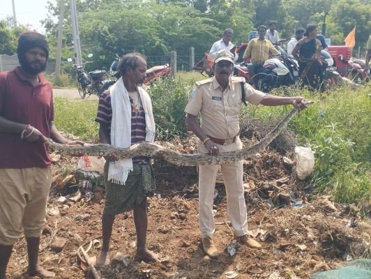 సింగరకొండ పాలెం లో కొండచిలువ కలకలం.