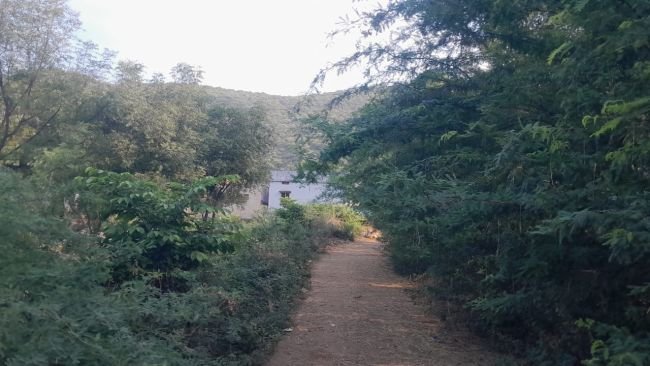 రహదారిని కమ్మేసిన ముళ్ళ పొదలు 