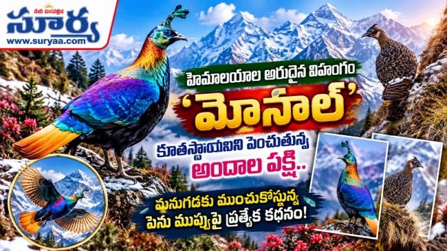 హిమాలయాల అరుదైన విహంగం 'మోనాల్': కూతస్థాయిని పెంచుతున్న అందాల పక్షి.. మనుగడకు ముంచుకొస్తున్న పెను ముప్పుపై ప్రత్యేక కథనం!