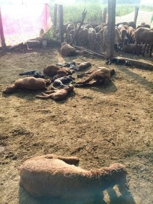 వీధి కుక్కల దాడిలో... 23 గొర్రెలు మృతి