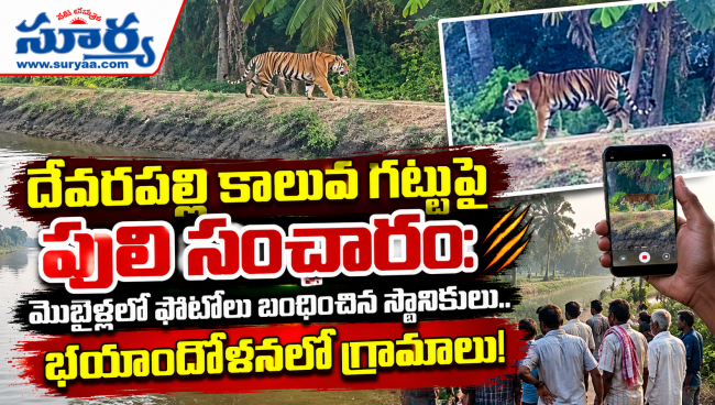  దేవరపల్లి కాలువ గట్టుపై పులి సంచారం: మొబైళ్లలో ఫొటోలు బంధించిన స్థానికులు.. భయాందోళనలో గ్రామాలు!