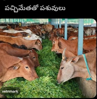 పశుగ్రాస సాగుకు రైతులకు ఎకరానికి రూ.69 వేల ఆర్థిక సహాయం