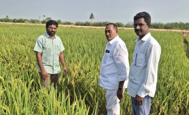 సూర్య కథనానికి స్పందన - వరి పంటలను పరిశీలించిన మండల వ్యవసాయ అధికారి