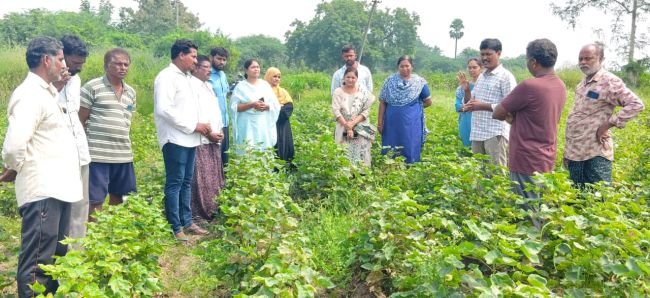 శాస్త్రీయ సాగుతోనే పత్తి రైతులకు అధిక దిగుబడులు