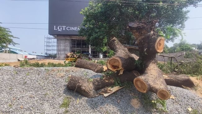 ఏళ్ళ నాటి చెట్టును అక్రమంగా తొలగించారు