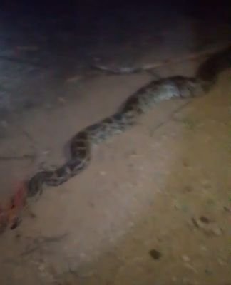 *అష్ణగుర్తి డబుల్‌ బెడ్‌రూమ్‌ ఇళ్ల ఆవరణలో కొండచిలువ కలకలం!