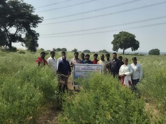 యాసంగిలో వరికి బదులు పప్పుధాన్యాలు సాగు చేయాలి