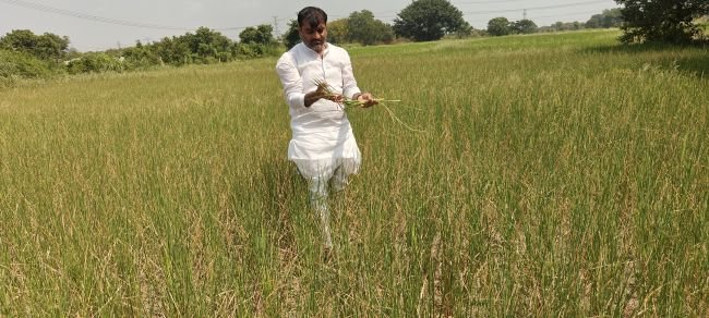 కరెంటు కోతలతో పంటలెండిపోతున్నా ప్రభుత్వం పట్టించుకోదా...