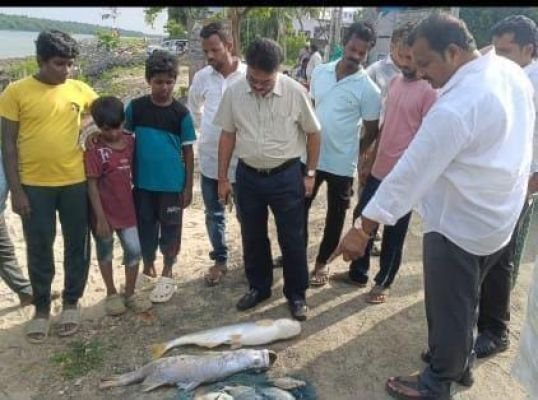 మెరైన్ కంపెనీ కాలుష్యంతో  చేపల మృతి -- పరిశీలించిన కాలుష్య నియంత్రణ మండలి ఈఈ రామచంద్రమూర్తి