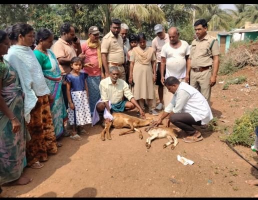 వర్లీలో గొర్రెల మందపై చిరుత పులి దాడి, గొర్రె, పిల్ల మృతి.