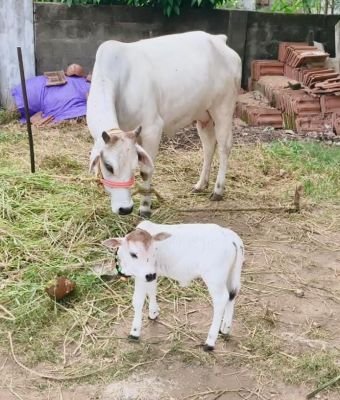 ఒంగోలు ఆవుకు పుంగనూరు దూడ జననం