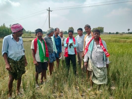 ఎండిన పంటలకు  నష్టపరిహారం చెల్లించాలి*సిపిఎం మండల కార్యదర్శి బండపల్లి బాలస్వామి