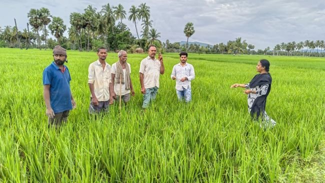 వరి పంటలో పొటాషియం లోపం  *వరి క్షేత్రాల పరిశీలనలో