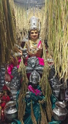 అన్నపూర్ణా దేవిగా విశ్వ దుర్గేశ్వరి అమ్మ  వరి కంకులు దండలుగా కట్టి ఆలయం అలంకరణ 