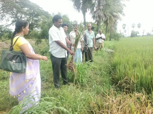 వరి పంటలో తెగుళ్లు, పురుగుల నివారణకు సకాలంలో చర్యలు చేపట్టాలి.