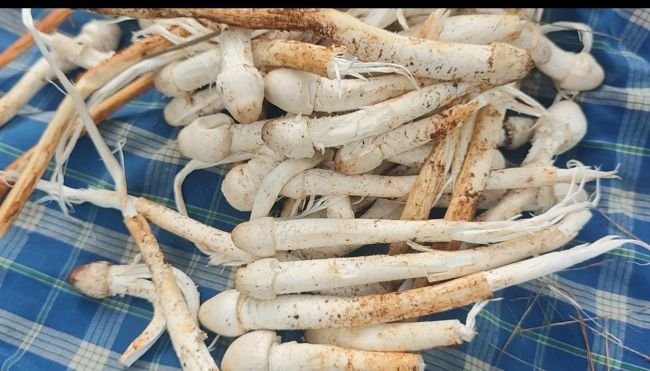 గుర్రాలచెరువు ఆయిల్ ఫామ్ తోటలో  పుట్టాకొక్కుల సందడి