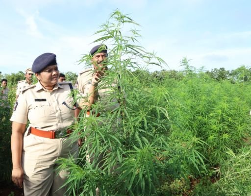  దుత్తలూరులో  గంజాయి అక్రమ సాగుపై నెల్లూరు జిల్లా పోలీసుల మెరుపు దాడి!