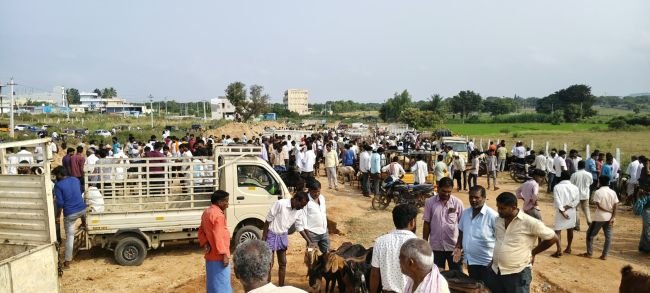 సంతా మా ఊరి సంత  దసరా పండుగ వేళ కిటకిటలాడిన మేకల సంత