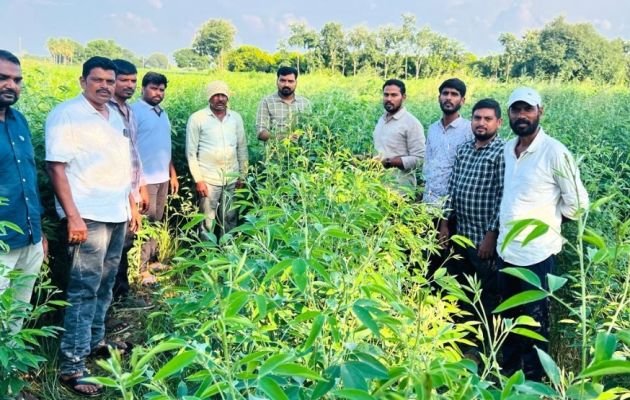 వ్యవసాయ శాఖ అధికారులు క్షేత్రస్థాయి పర్యటనలు నిర్వహించి పంటల పరిస్థితులను పరిశీలించారు