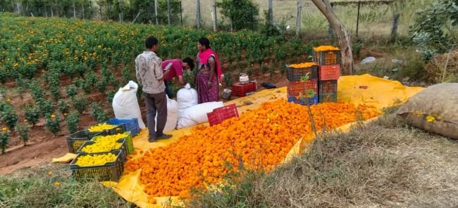బంతికి భలే గిరాకీ!