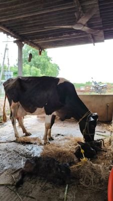 ఒకే ఈతలో రెండు దూడల జననం.