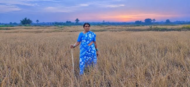 అప్పుల భారం-ఎండిన వరి పంట!