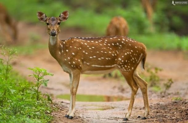 మలక్‌పేటలో జింక మాంసం కలకలం.. ముగ్గురు అరెస్ట్
