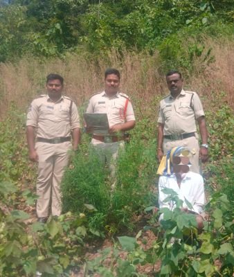 పత్తి పంటలో అంతర పంటగా గంజాయి సాగు