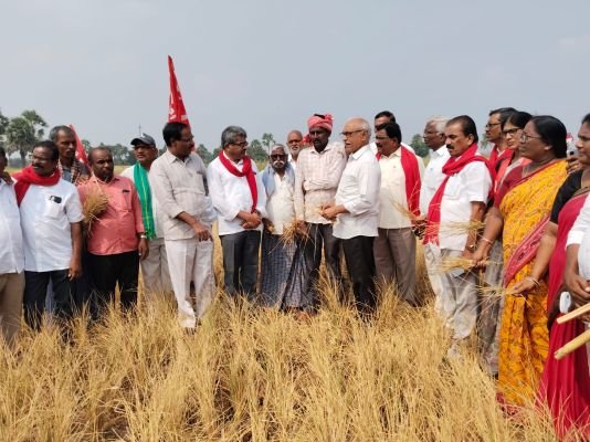 ఎండిన పంటలతో రైతులు తీవ్రంగా నష్టపోయారు....