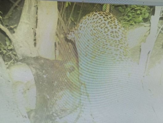 గేదెదూడ మృతదేహాన్ని లాక్కెళ్లిన చిరుత