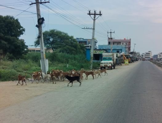 హడలెత్తిస్తున్న గ్రామసింహాలు - భయం గుప్పిట్లో చిన్నారులు, వృద్ధులు