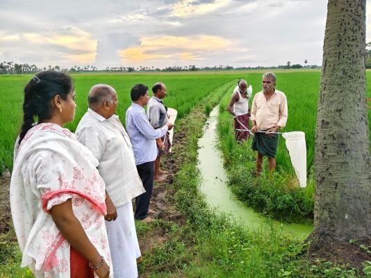 వరిలో పొట్ట దశ వరకు మీరు నిల్వ లేకుండా చూడాలి 