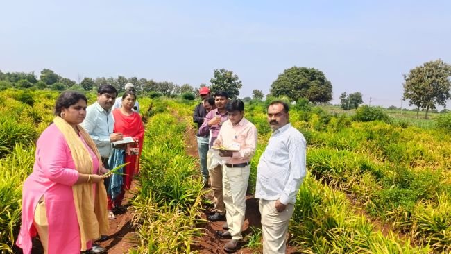 *అల్లం పంటలో కొత్త తెగులు.. కేంద్ర బృందం క్షేత్రస్థాయి పరిశీలన!*