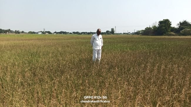 ఎండిపోయిన ఎనిమిది ఎకరాల వరి పంట.. రైతు ఆవేదన