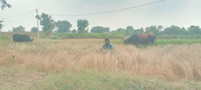 ఎండుతున్న వరి పంటలు