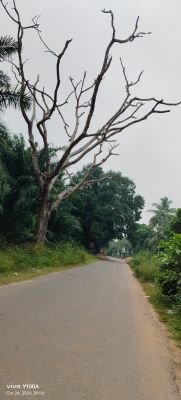 ప్రమాదం జరిగాక స్పందిస్తారా? ముందే చెట్టును తొలగించండి! నారవారిగూడెంలో ప్రమాదకర వృక్షాన్ని తొలగించాలని స్థానికుల విజ్ఞప్తి