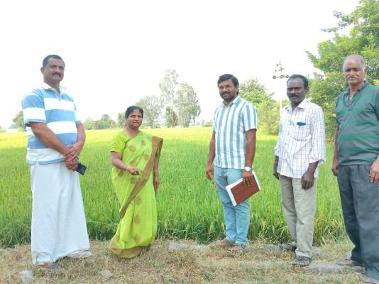 వర్షాభావ పరిస్థితుల వల్ల వరి పంటకు తెగుళ్లు - ఏ డి ఏ అపర్ణ
