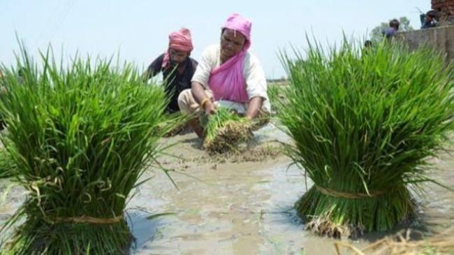  వ్యవసాయ రంగంలో డిజిటల్ విప్లవం: గడువు కంటే 5 నెలల ముందే 11 కోట్ల 'రైతు ఐడీల' లక్ష్యం పూర్తి.. కేంద్ర వ్యవసాయ శాఖ చారిత్రక మైలురాయి!