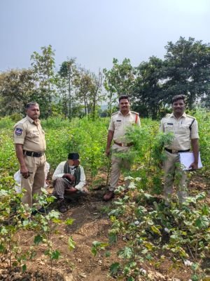 పత్తి చేనులో అంతర పంటగా గంజాయి సాగు