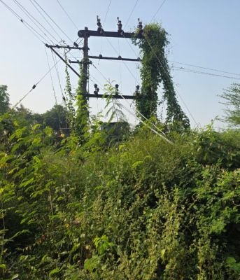 ​ట్రాన్స్‌ఫార్మర్‌ను కమ్మేసిన పిచ్చి మొక్కలు