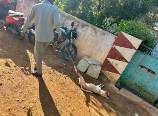 కుక్కల పట్టివేతకు రంగంలోకి వార్డు ప్రజలు