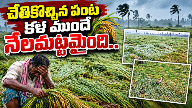 చేతికొచ్చిన పంట.. కళ్ల ముందే నేలమట్టం