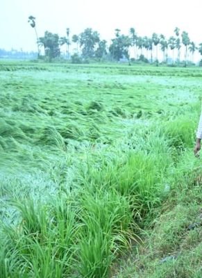 అర్నాబ్‌ తుఫాన్‌ బీభత్సం.. --ఆందోళనలో రైతాంగం  --విద్యుత్తు, తాగునీటికి ఇబ్బందులు -12 గంటలు  విద్యుత్ కు అంతరాయం