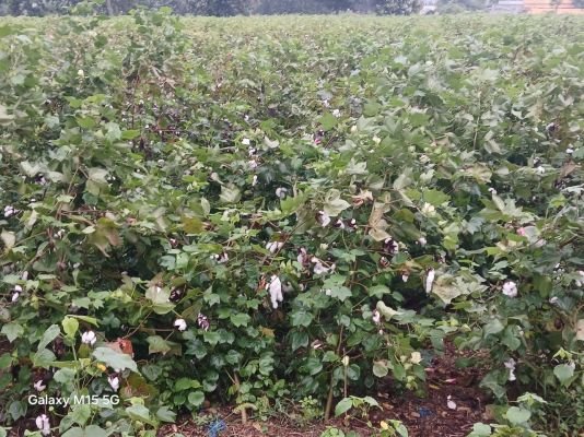 -తెల్ల బంగారంపై అర్నబ్ తుఫాన్ పంజా…  --వల్లాపురం రైతులకు కన్నీళ్లు మిగిలాయి!   వైరా రూరల్ (సూర్య న్యూస్):-      