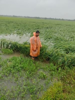 చేతికొచ్చిన పంట నీటిపాలు..!!   *అన్నదాతను ఆదుకోండి *