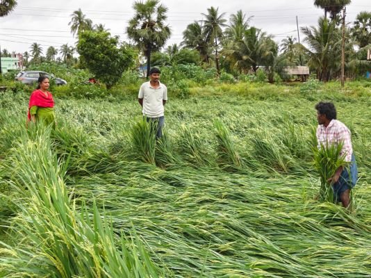 వరిని ముంచేసిన అర్నబ్ తుఫాన్ 