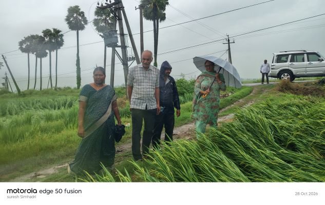 పొన్నూరులో వరి పైర్లను పరిశీలించిన జిల్లా వ్యవసాయ అధికారి
