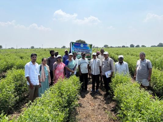 ఆస్ట్రేలియాకు తాండూరు కందుల తొలి ఎగుమతి.. అంతర్జాతీయ మార్కెట్‌లో తెలంగాణకు గుర్తింపు